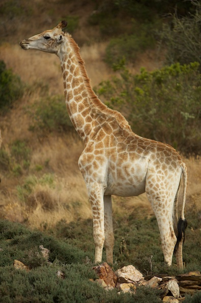Garden Route Game Lodge