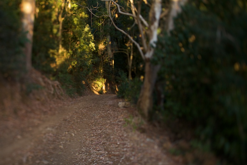 Cecelia Forest